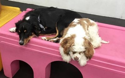 Ask These 23 Questions Before Choosing a Doggy Daycare Near You
