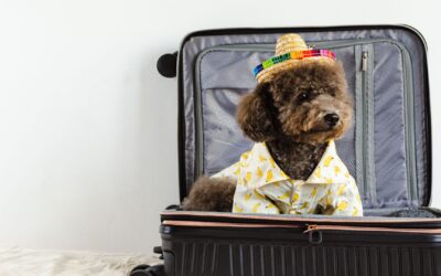 dog sitting in a luggage case