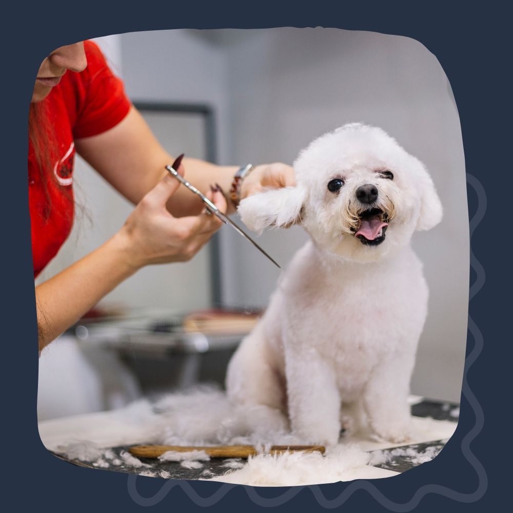 dog at groomer