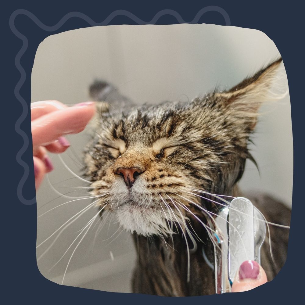 cat getting bath